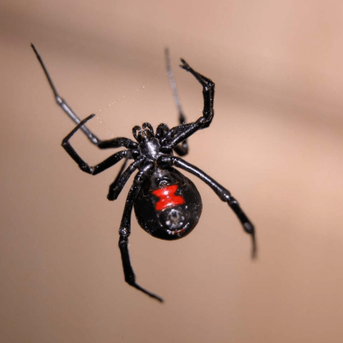Lycosa Coelestis
