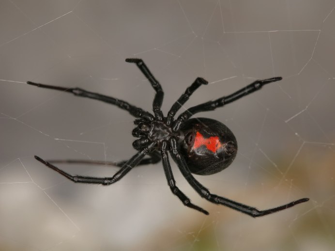 Black Widow Spider