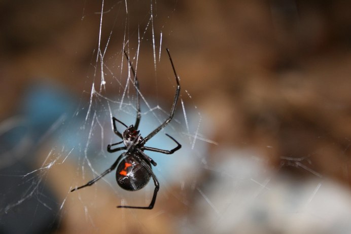 Latrodectus bishopi паук