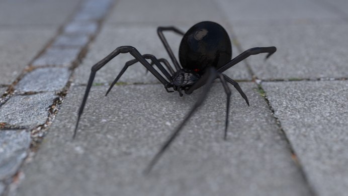 Паук австралийская вдова (красноспинный паук)(Latrodectus hasselti)