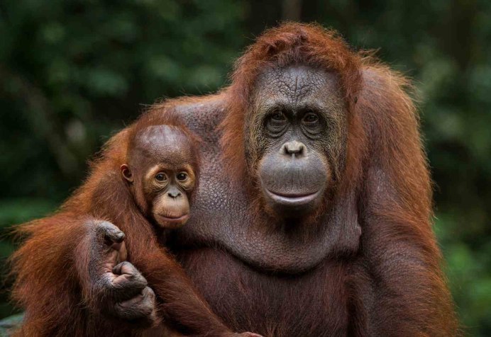 Borean Orangutan фото