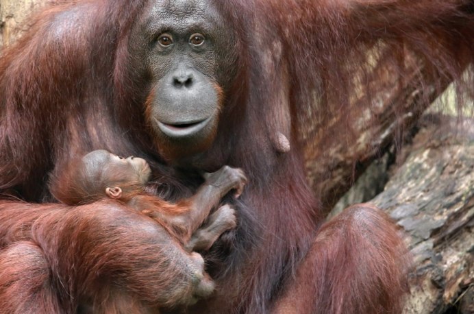 Bornean Orangutan