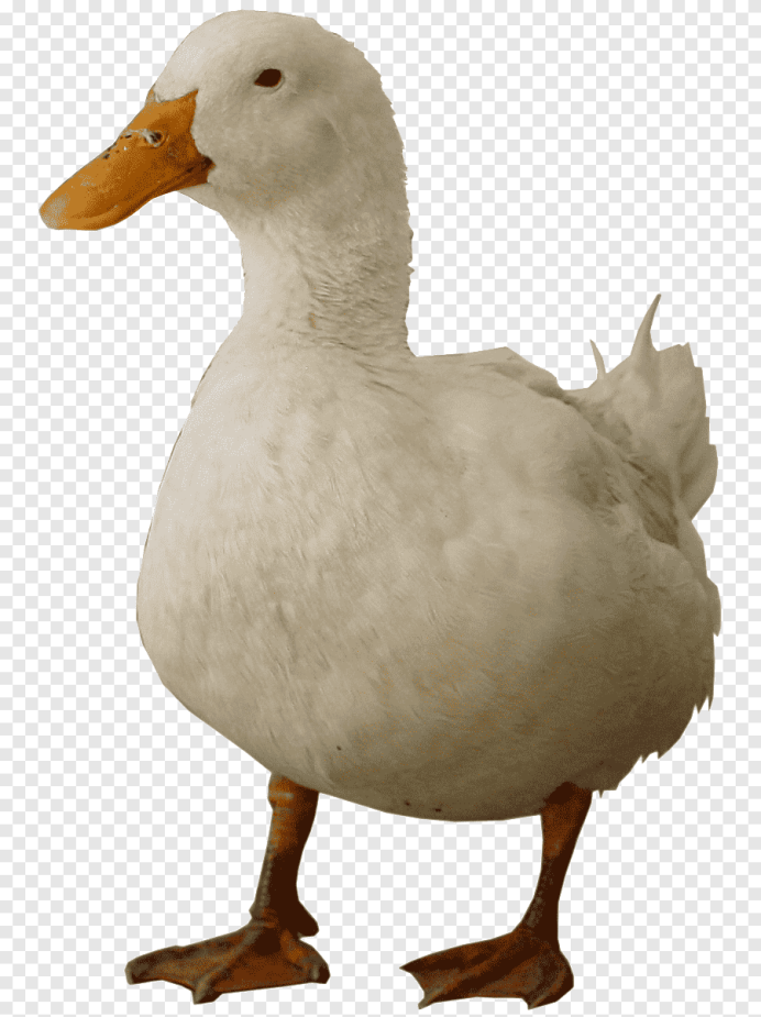 Гусь домашний