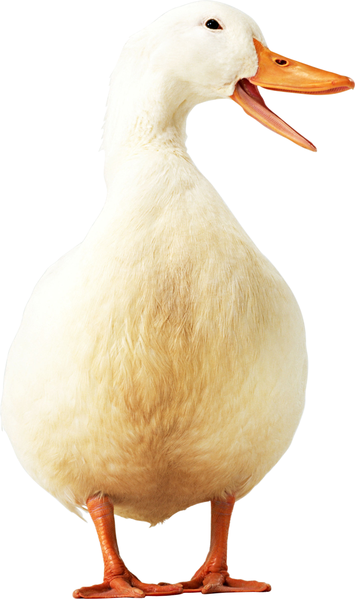 Дичь PNG