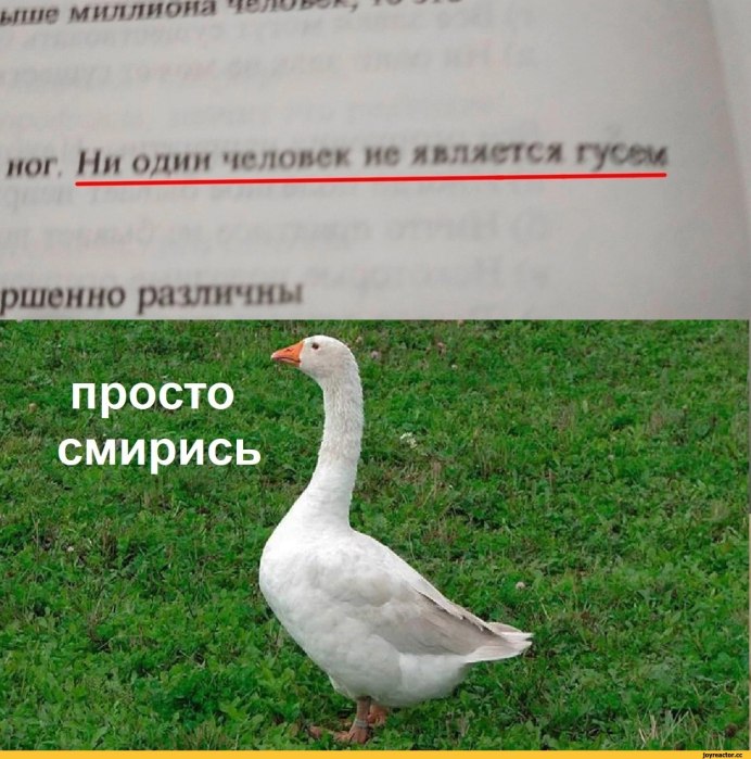 Pato утка