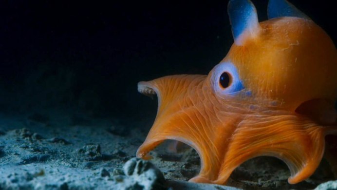 Graneledone boreopacifica