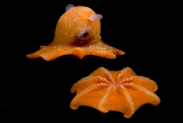 Grimpoteuthis bathynectes