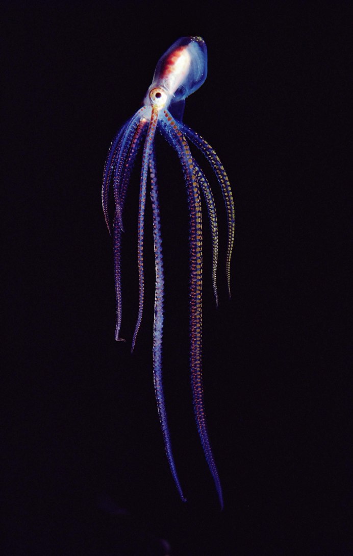 Deep Sea Hatchetfish