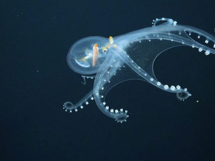 Grimpoteuthis bathynectes