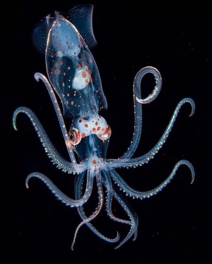 Осьминог Vitreledonella