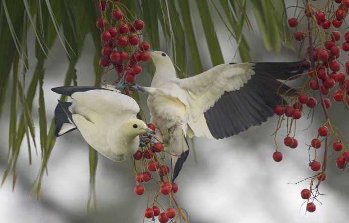 The two Colour Shifted Birds