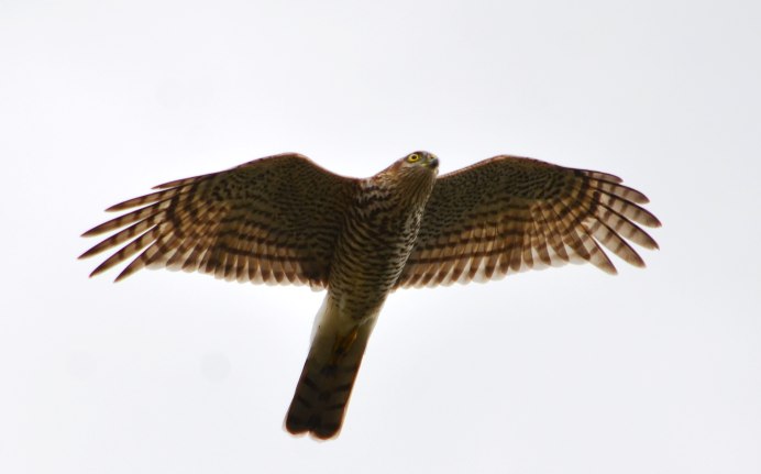 Красный Коршун