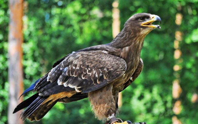 Сокол ястреб Коршун