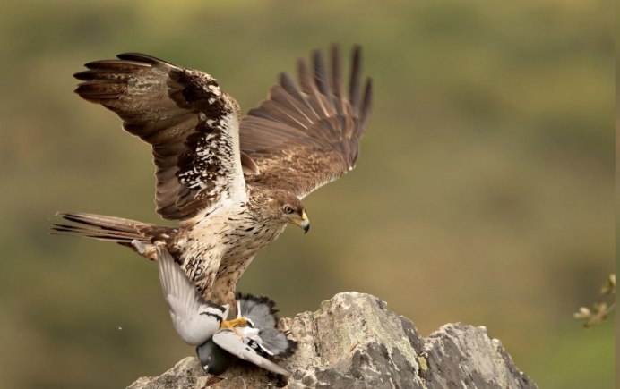 Мохнатый канюк