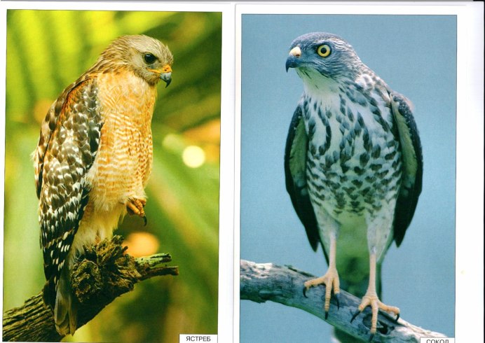 Болотный канюк