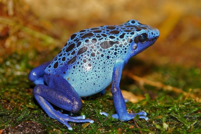 Голубой древолаз (dendrobates Azureus)