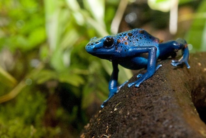 Голубой древолаз (dendrobates Azureus)