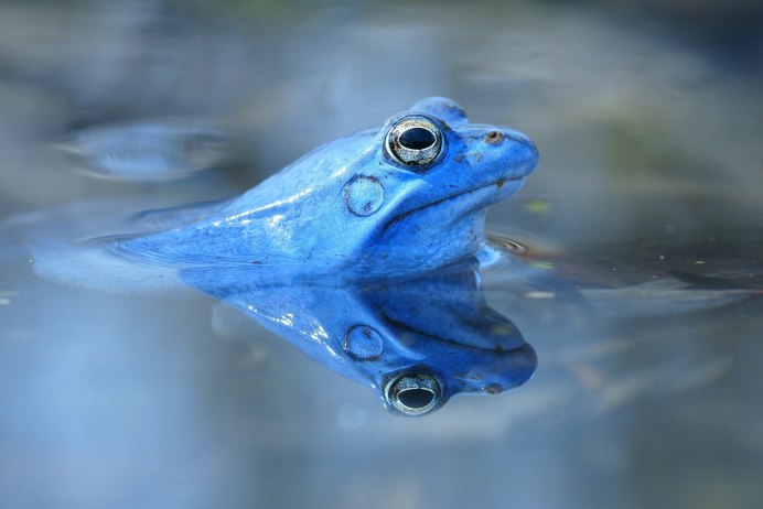 Hyla meridionalis