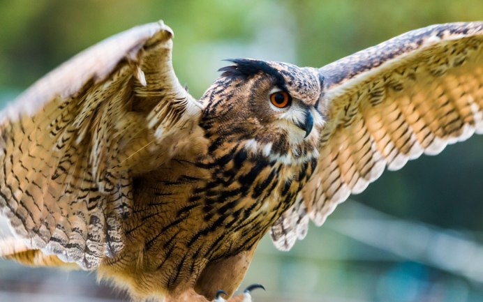 Филин обыкновенный (Bubo Bubo)