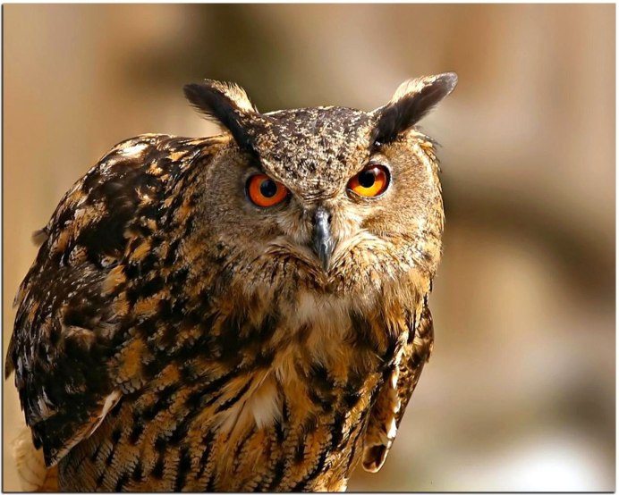 Обыкновенный Фи́лин ( Bubo Bubo)