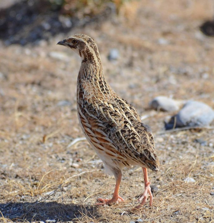 Перепел Coturnix Coturnix