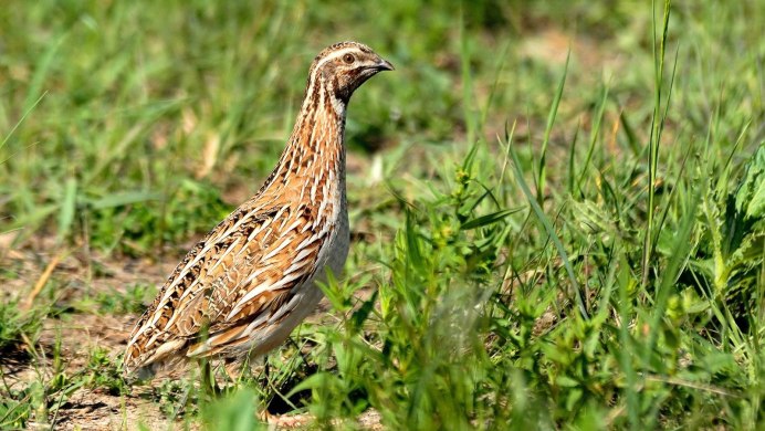 Перепел обыкновенный Coturnix Coturnix