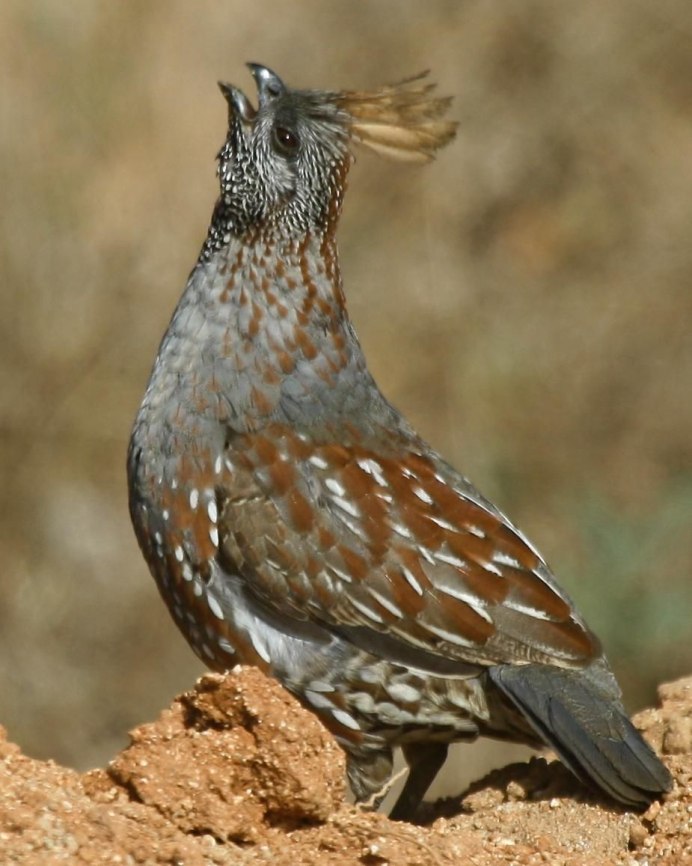 Калифорнийский Quail