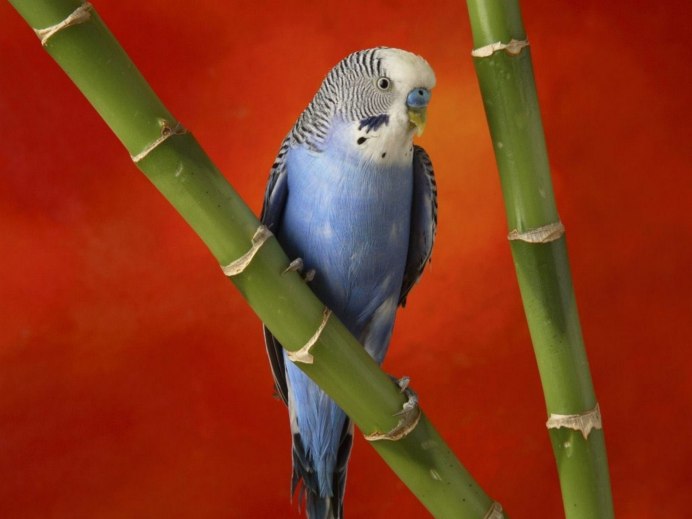 Корелла альбинос