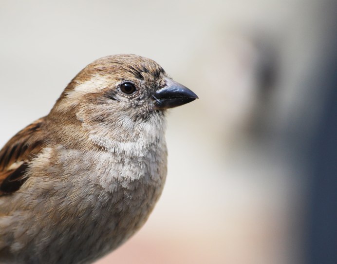 Серый Дрозд (Grey Catbird)