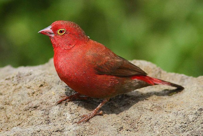 Птица с красной головой