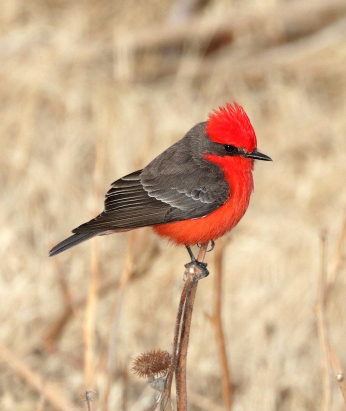 Рубиновоголовый королёк