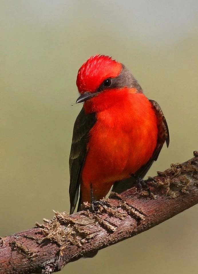 Виргинский красный Кардинал