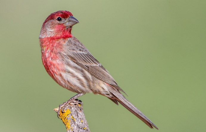 Обыкновенная чечетка птица