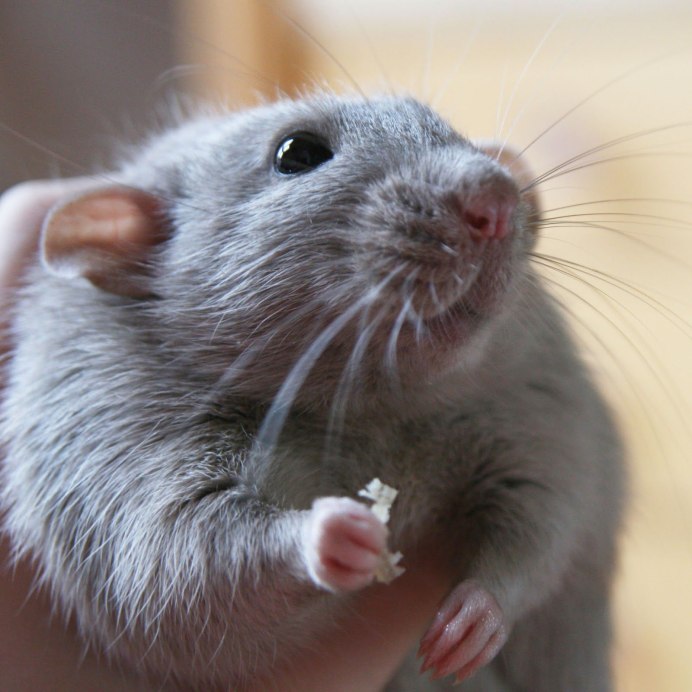 Смешные крысы