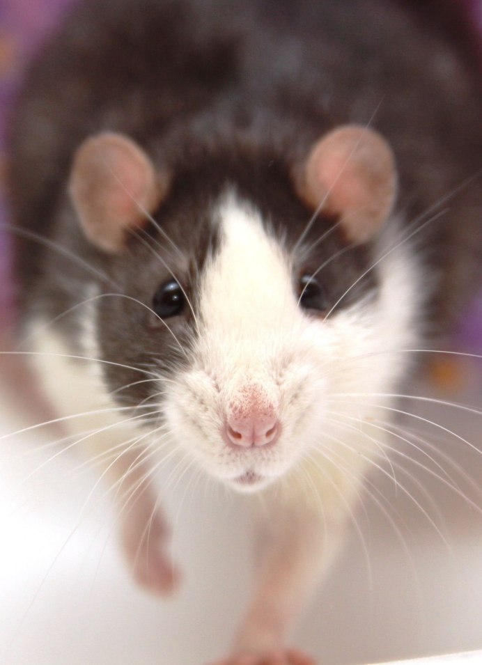 Крыса Дамбо капюшоновая