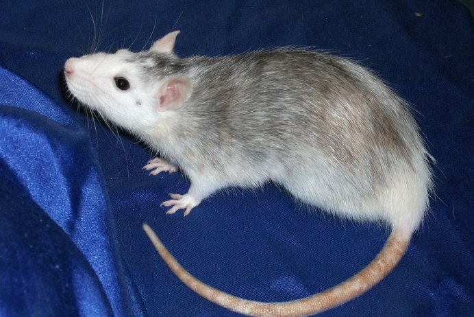 Декоративная крыса сати