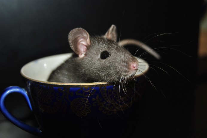 Толстоиглая крыса