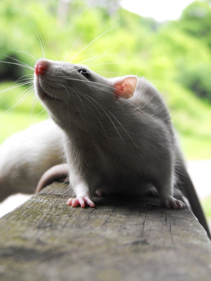 Крыса Пасюк