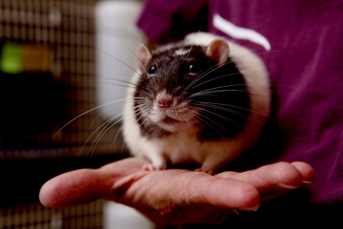 Крысы Дамбо малыши