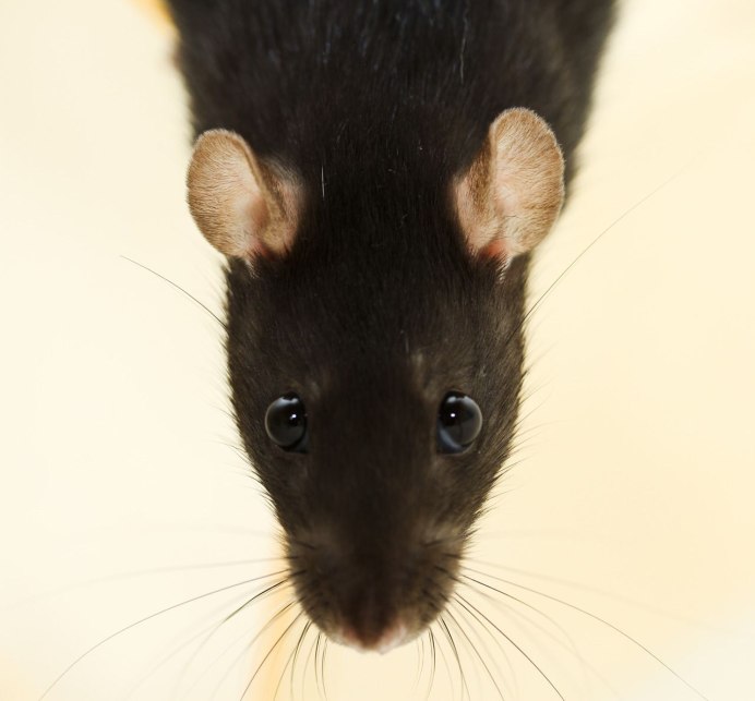 Серая крыса Пасюк