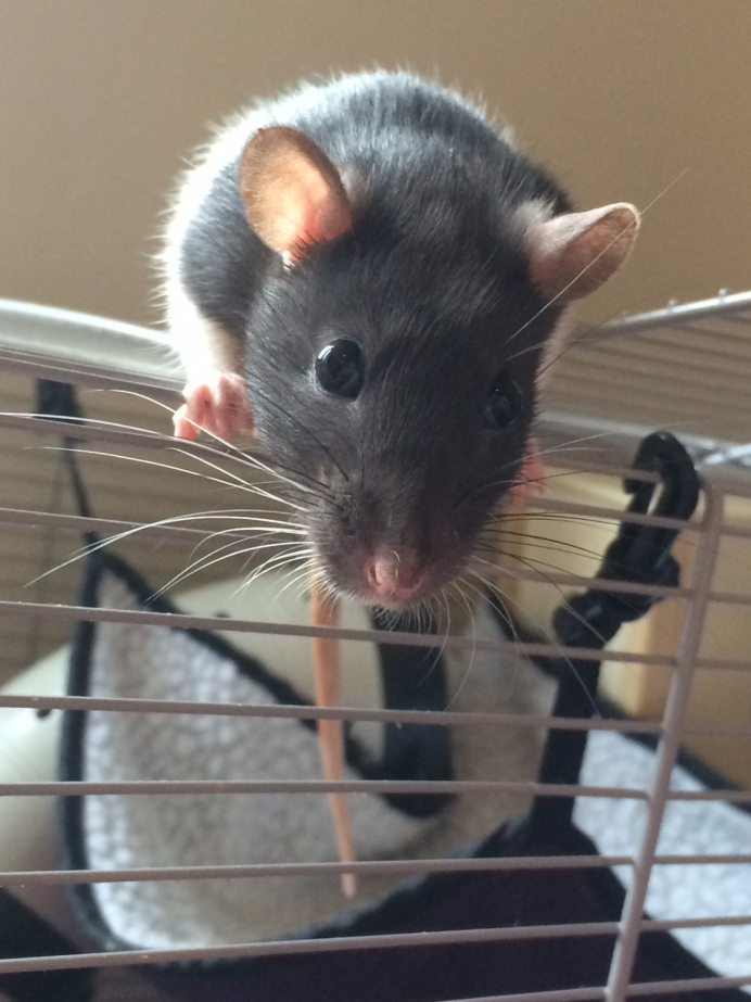 Крысий клубок