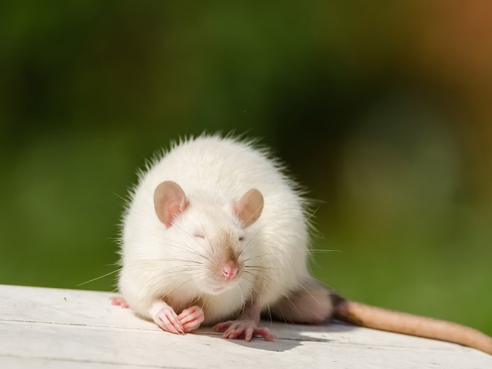 Жирная крыса Дамбо
