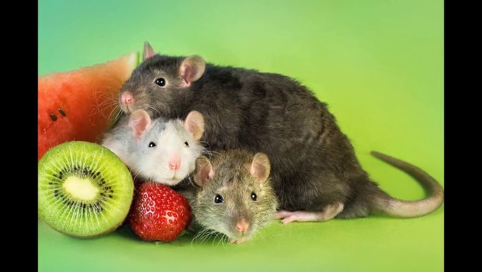 Милые крысы