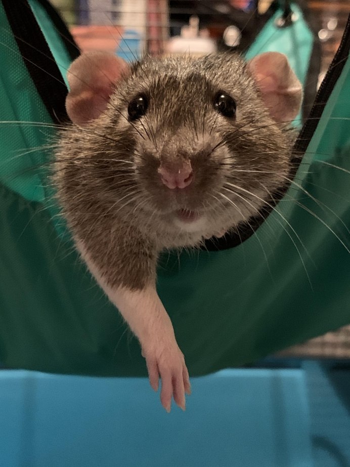 Пацюк крыса