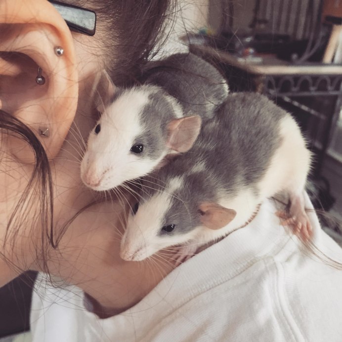 Декоративная крыса Пасюк