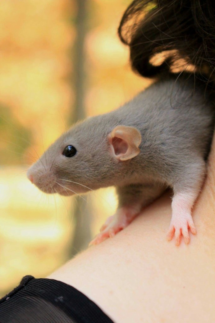 Крысы Дамбо рекс стандарт