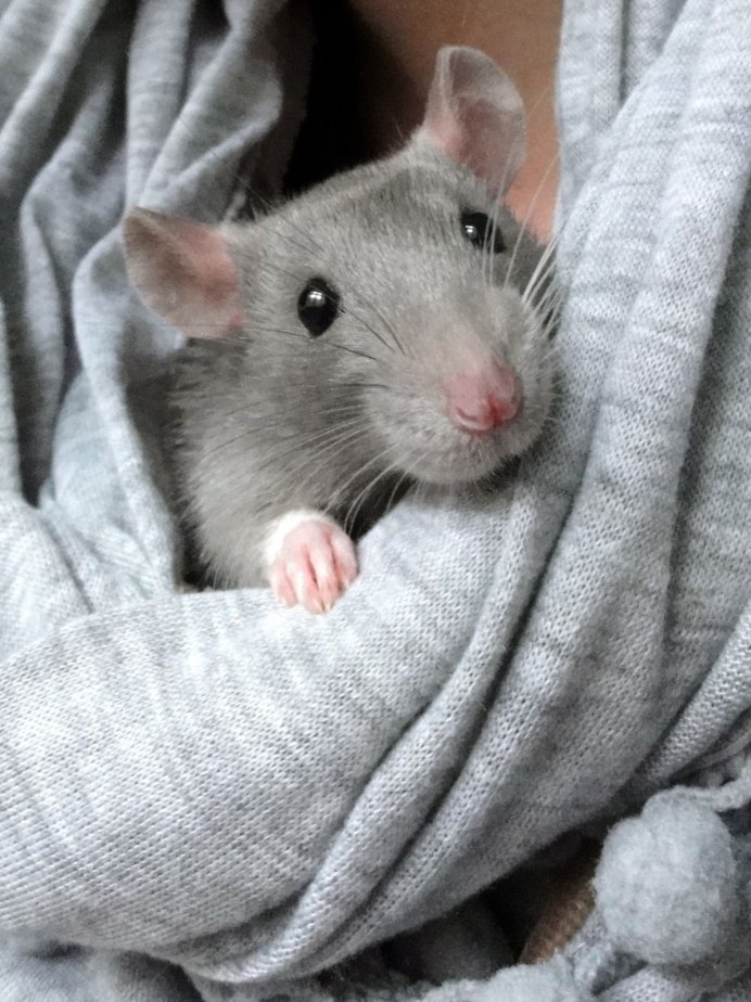 Декоративные Грызуны