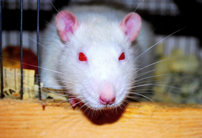 Крыса Дамбо рекс альбинос