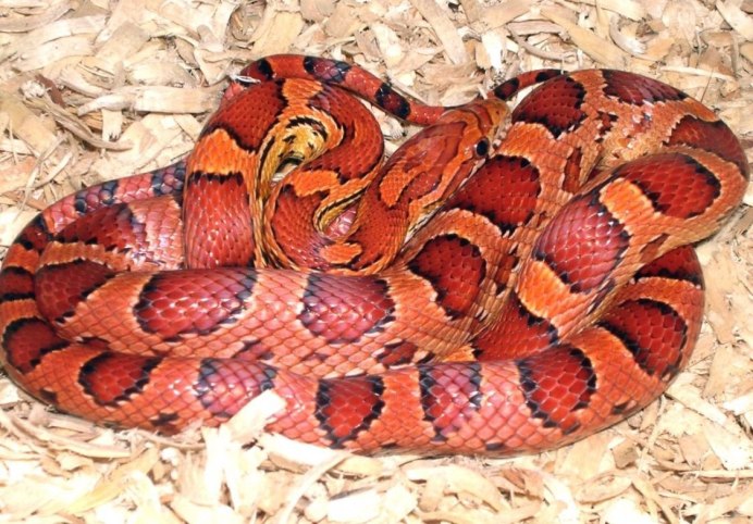 Обыкновенный коралловый Аспид