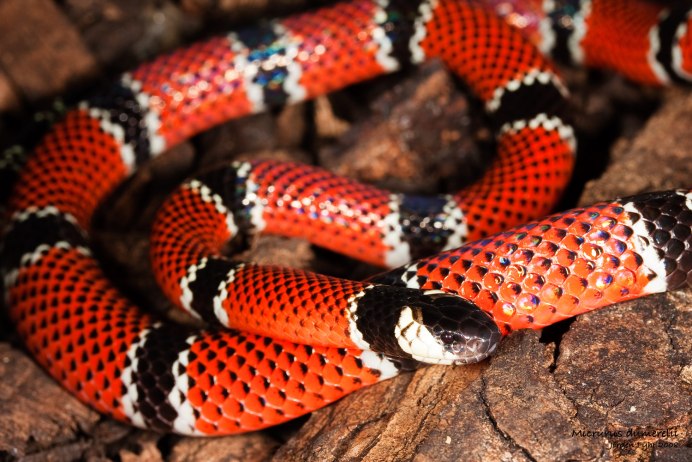 Огнянка змея